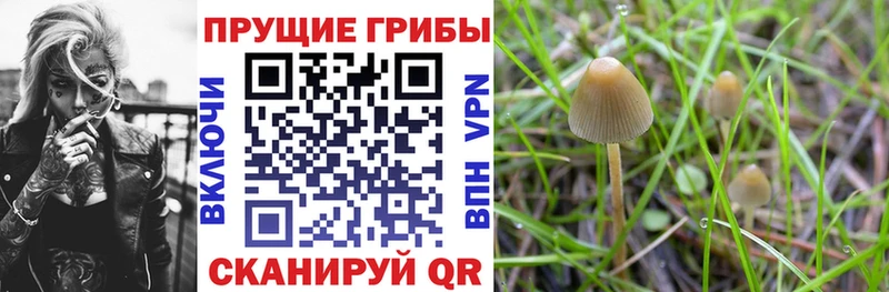 Псилоцибиновые грибы Psilocybine cubensis  кракен ссылки  Черноголовка 